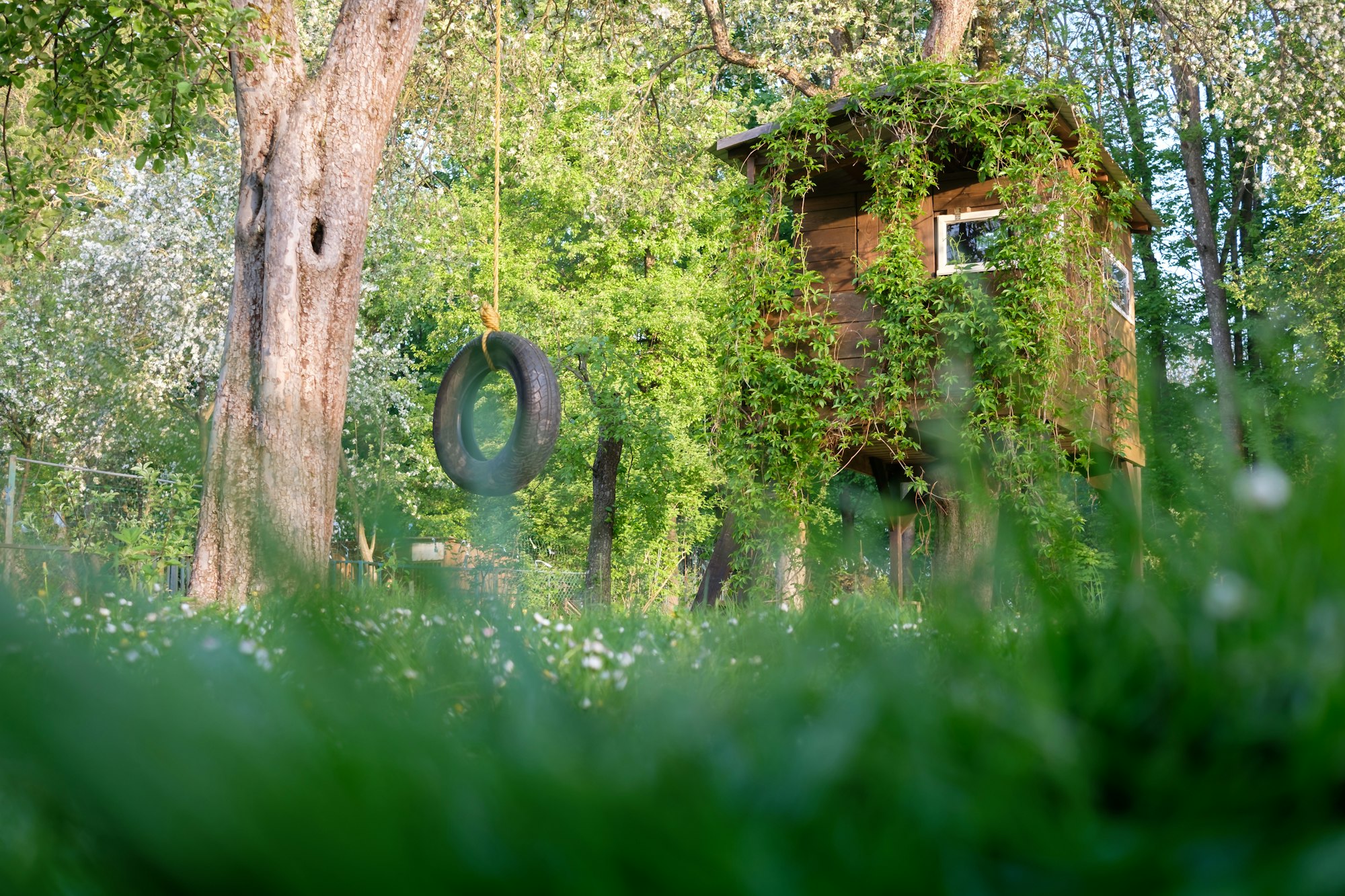 House on tree